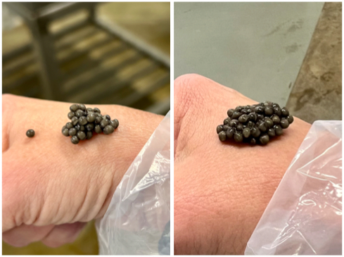 Op bezoek bij Royal Belgian Caviar